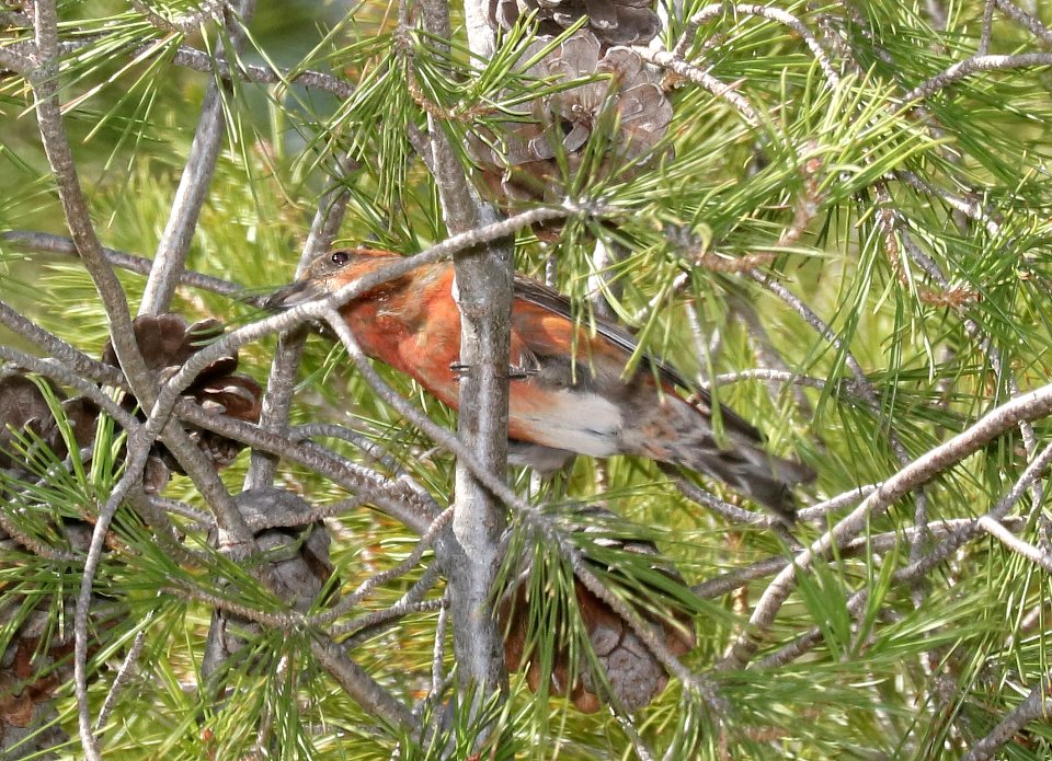 965 - RED CROSSBILL (11-22-2017) Rio Rico Golf Course, santa cruz co, az -02