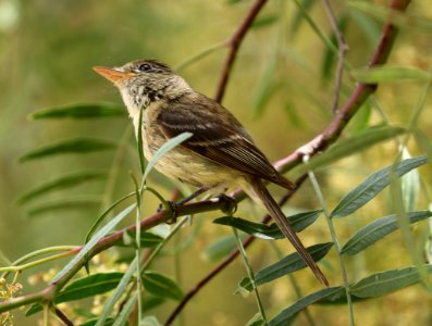 583 - PACIFIC-SLOPE FLYCATCHER (8-6-2017) sanluis obispo co, ca (10)