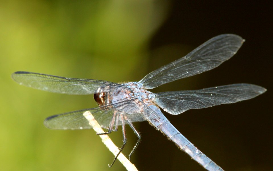 SKIMMER, SLATY (libellula incesta) (8-11-09) pepperell, ma -04