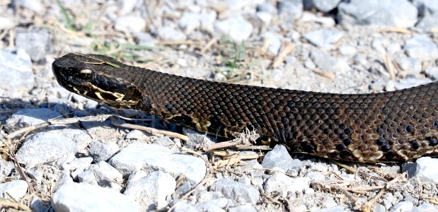 WESTERN COTTONMOUTH (Agkistrodon piscivorus leucostoma) (11-2-2016) lacassine n w r, cameron parrish, la (3)