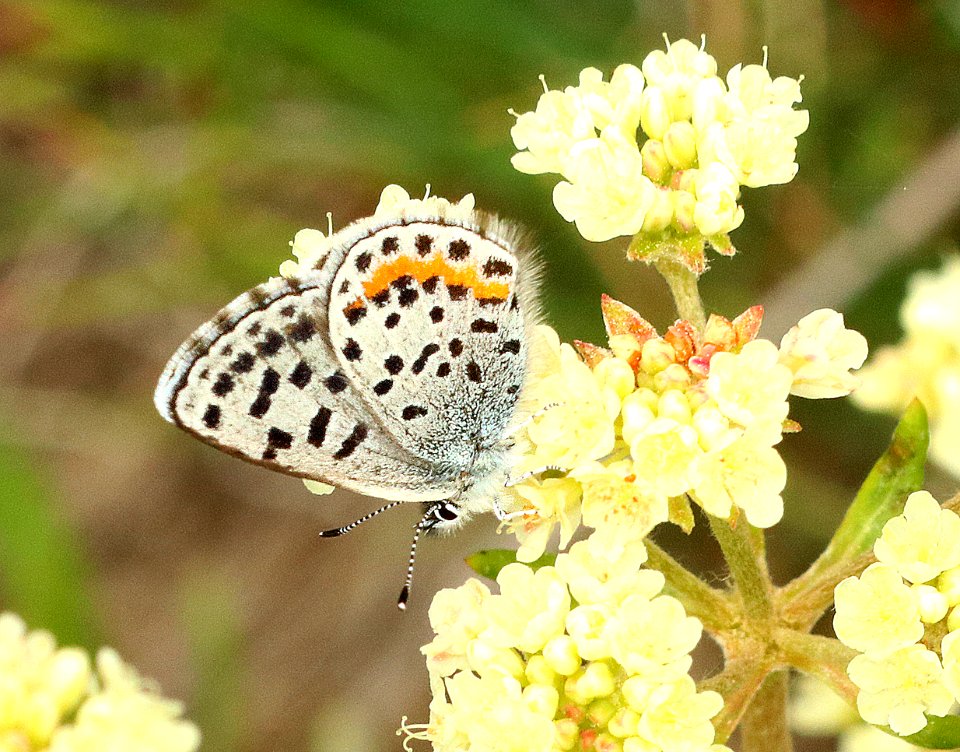 BLUE, sp (Euphilotes battoides group) (6-28-2018) 6900 ft, 18.5 m nw of haley, blaine co, id (1)