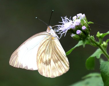 WHITE, GREAT SOUTHERN (Ascia monuste) (11-11-2016) santa ana r w r, hidalgo co, tx -01