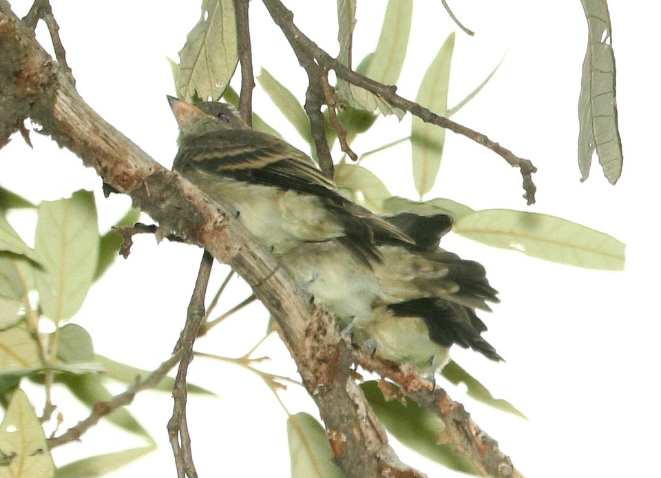 571 - GREATER PEWEE (8-17-2018) juneniles, madera canyon, santa cruz co, az -02