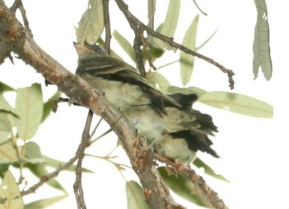 571 - GREATER PEWEE (8-17-2018) juneniles, madera canyon, santa cruz co, az -02