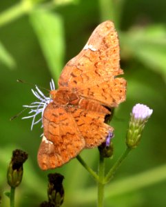 METALMARK, CURVE-WINGED (Emesis emesis) (11-10-2016) the national butterfly center, hidalgo co, tx -01 photo