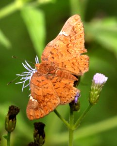 METALMARK, CURVE-WINGED (Emesis emesis) (11-10-2016) the national butterfly center, hidalgo co, tx -01