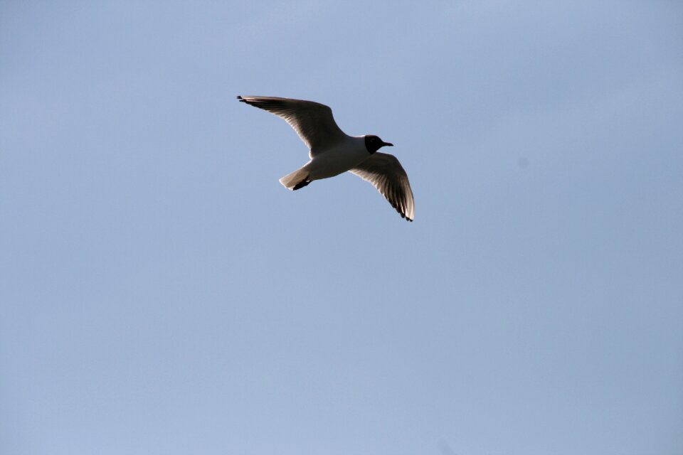 Blue nature bird