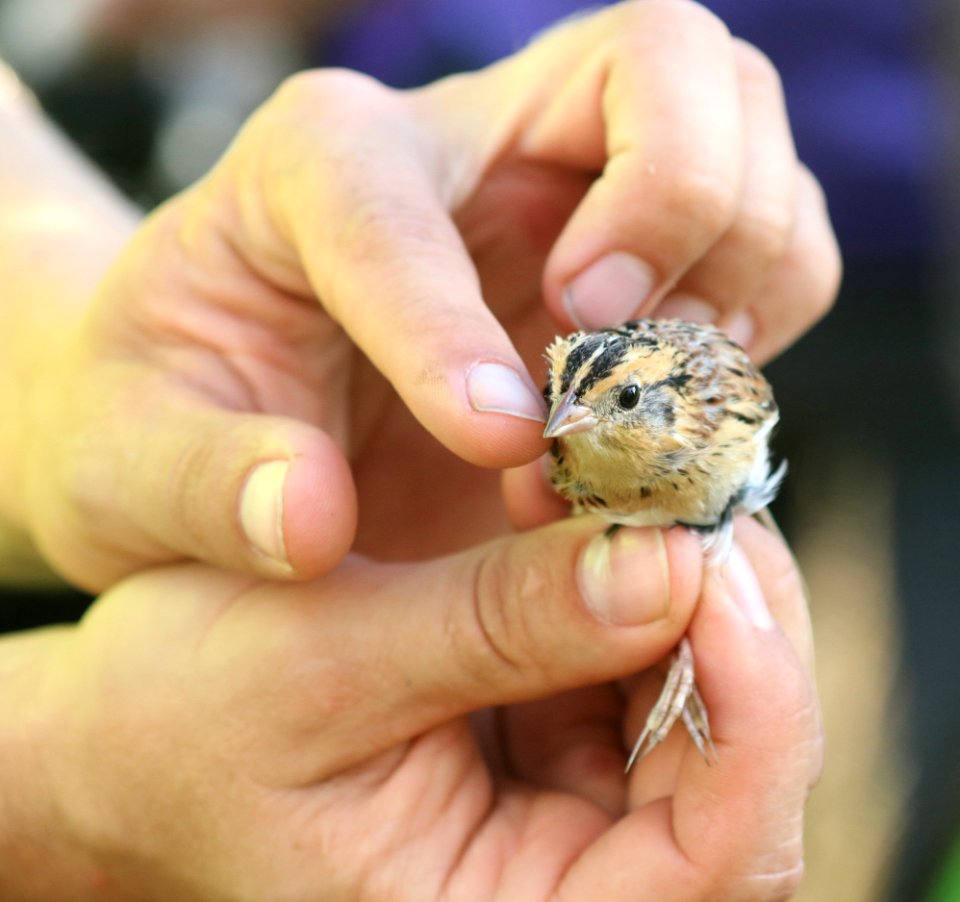 887 - LECONTE'S SPARROW (11-3-2016) captive, thornwell, jefferson-davis parish, la -01 (1)