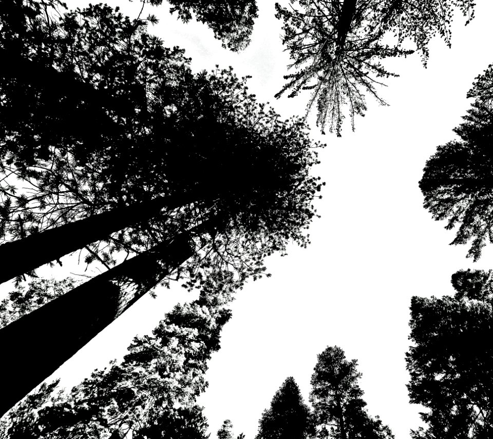 SIERRA CAMPSITE IMAGES - 1 - 04 BW3