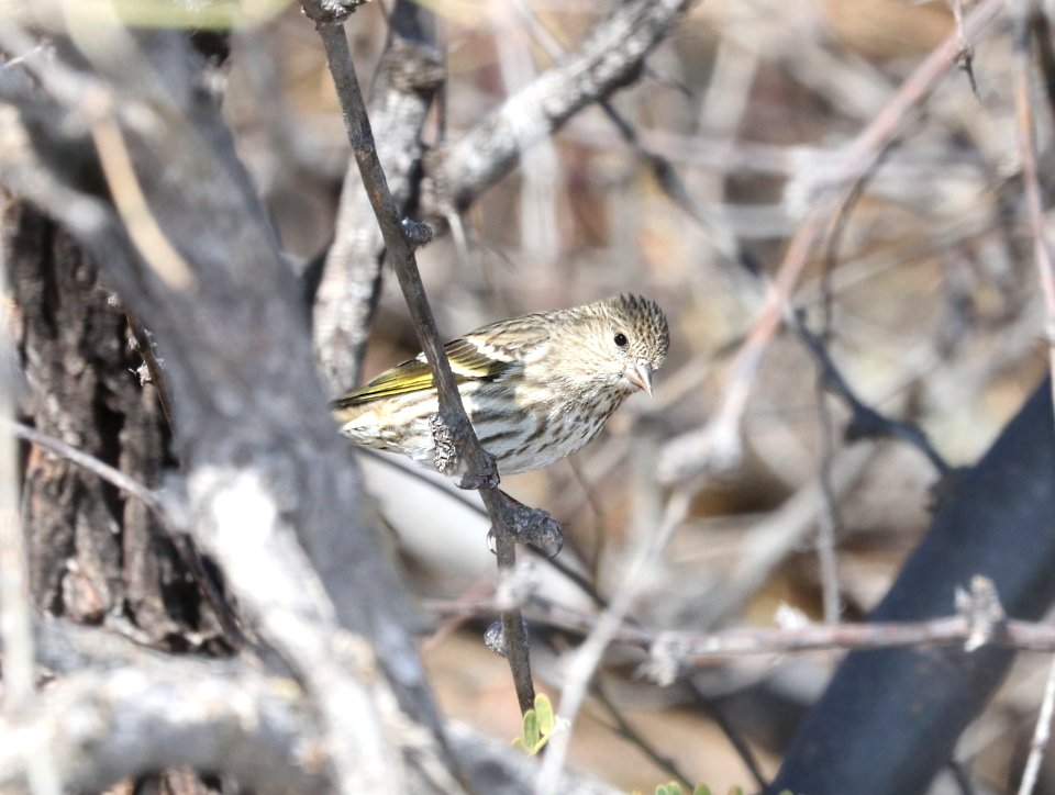 970 - PINE SISKIN (2-25-2018) patagonia lake, santa cruz co, az -01