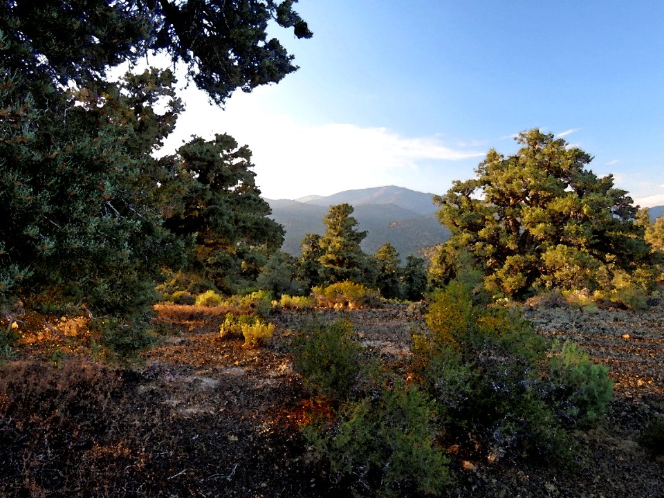 INYO BRISTLECONES & CAMPSITE (8-13-2017) - 26 WATERCOLOR