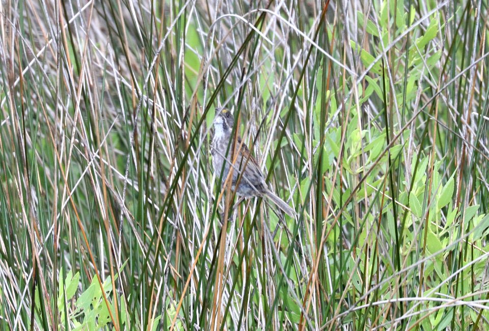 890 - SEASIDE SPARROW (6-7-2017) cedar island nat wildlife refuge, carteret co, nc -01