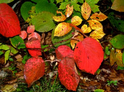 NEW HAMPSHIRE - FALL COLOR IN THE RAIN (10-1-2018) - PHOTOSHOP WATERCOLOR FILTER (15)