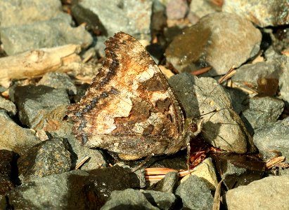 TORTOISESHELL, CALIFORNIA (Nymphalis californica) (6-24-2018) morrow co, or -04