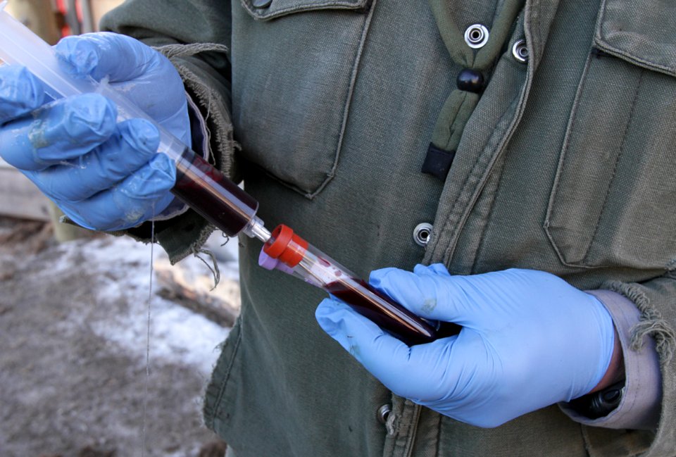 17 of 35 Transferring bison blood to vials for testing at Stephens Creek bison pens 3320
