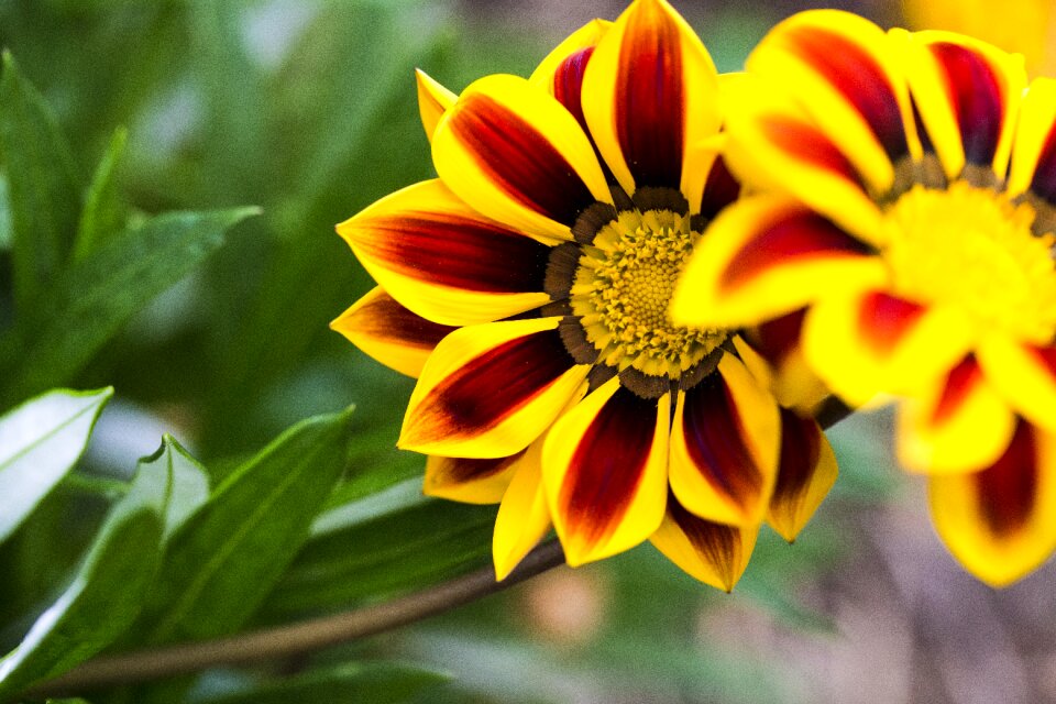 Spring plant bloom