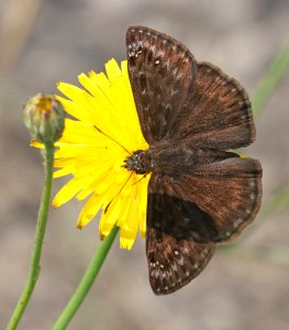 DUSKYWING, ZARUCCO (Erynnis zaucco) (6-4-2017) railroad ditch road, great dismal swamp nwr, virginia-01