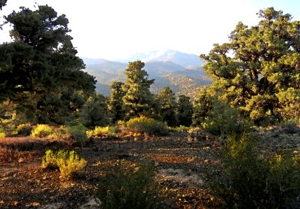 INYO BRISTLECONES & CAMPSITE (8-13-2017) - 23 WATERCOLOR