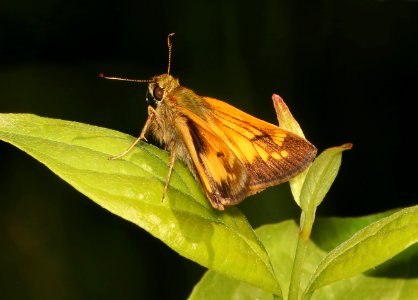 SKIPPER, HOBOMOK (Poanes hobomok) (6-2-2018) crawford co, mi -03 photo