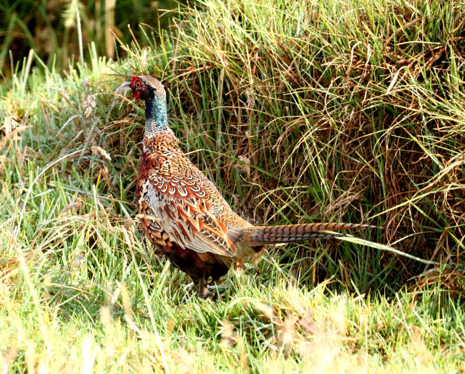 RING-NECKED PHEASANT (8-30-2017) hakalau forest national wildlife refuge, hawaii co, hawaii -01