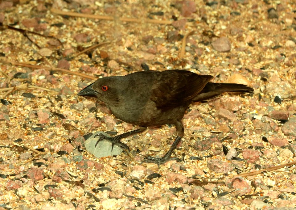 941 - BRONZED COWBIRD (8-15-2018) 78 circulo montana, lake patagonia ranch estates, santa cruz co, az -04