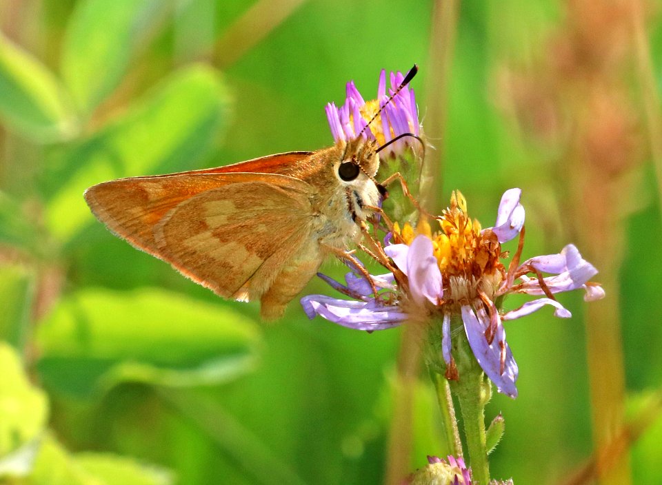 SKIPPER, WOODLAND (Ochlodes sylvanoides) (8-3-2016) 7500ft, elko county, nv -01