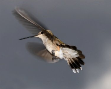 499 - BLACK-CHINNED HUMMINGBIRD (9-6-2016) adult female,78 circulo montana, patagonia lake ranch estates, scc, az -02