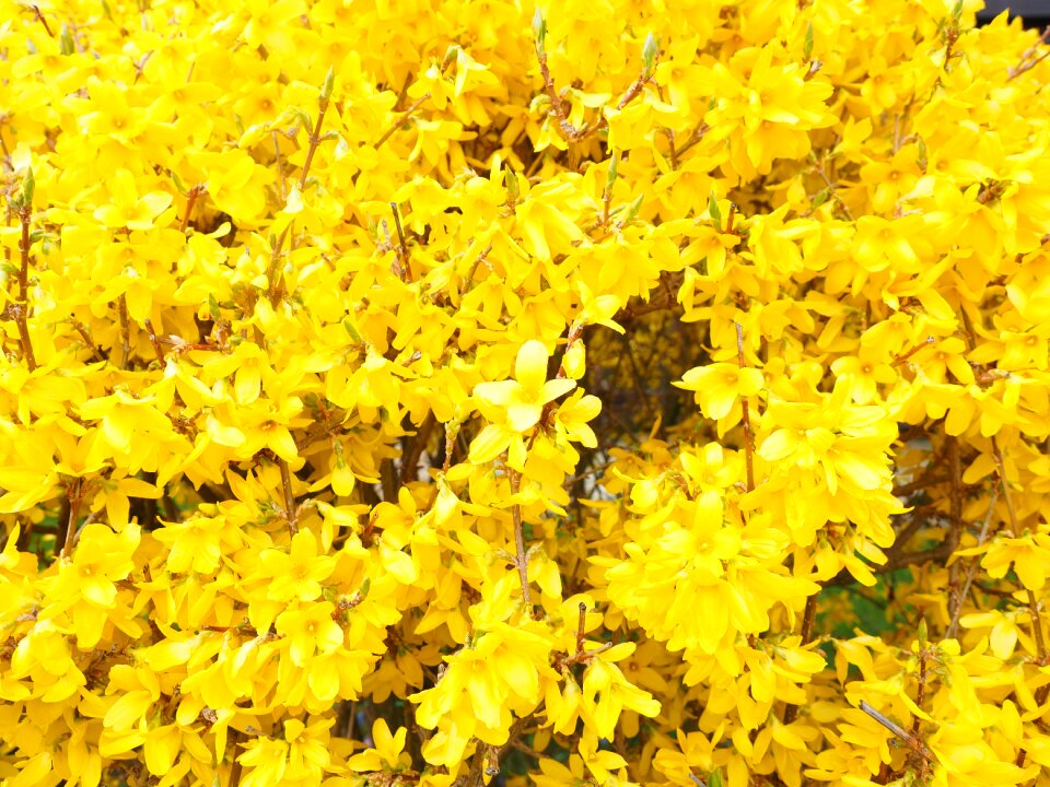 Gold lilac flower bush