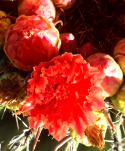 CACTUS, BARREL (Ferocactus emoryi) (8-24-2017) 78 circulo montana, patagonia lake ranch estates, scc, az
