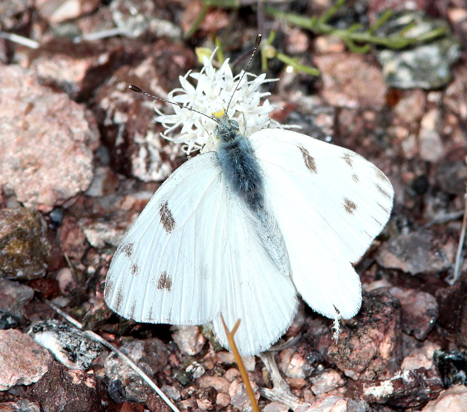 WHITE, CHECKERED (Pontia protodice) (3-4-14) near parker dam, la paz co, az   (2)