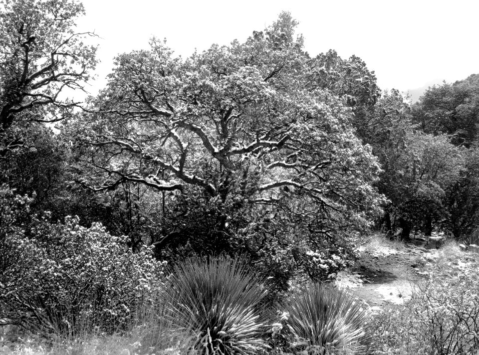 HUACHUCA MOUNTAINS, Hunter Canyon north fork, cochise co, AZ - (2-19-2019) -07 BW
