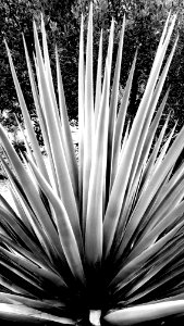 HUACHUCA MOUNTAINS, Hunter Canyon, AZ - (1-29-2019) -02 BW