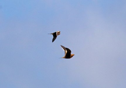 CHESTNUT-BELLIED SANDGROUSE (9-1-2017) waikoloa village athletic complex, between waimea and kona coast, hawai'i co, hawaii -07