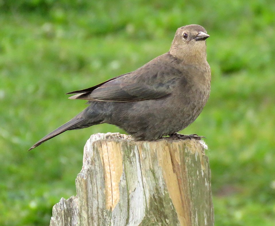 936 - BREWER'S BLACKBIRD (1-4-2018) mendocino co, ca (3)