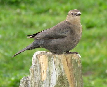 936 - BREWER'S BLACKBIRD (1-4-2018) mendocino co, ca (3)