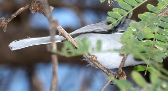 GNATCATCHER (12-11-2016) patagonia lake, santa cruz co, az -07