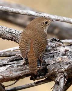 692 - HOUSE WREN (2-5-2017) patagonia lake, santa cruz co, az -06