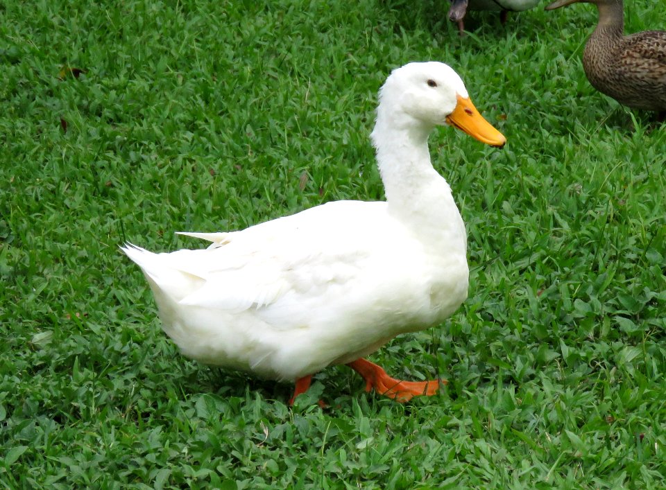 MALLARD (Domestic Varient) (9-7-2017) hilo, hawai'i co, hawaii -01