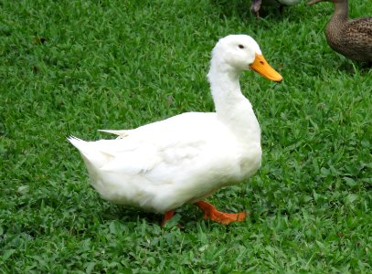 MALLARD (Domestic Varient) (9-7-2017) hilo, hawai'i co, hawaii -01