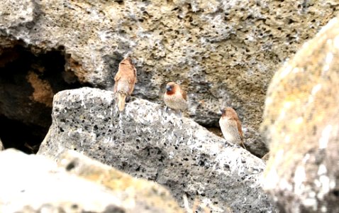 SCALY-BREASTED MUNIA (8-29-2017) pu'u anahulu - big island golf club, hawaii co, hawaii -01