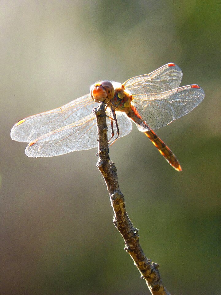 Insect libellulidae branch