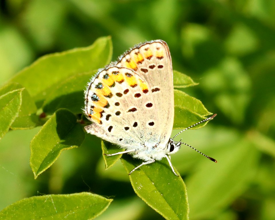 BLUE, MELISSA (Lycaeides melissa) (6-12-2018) custer co, mt -04
