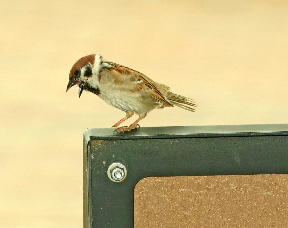 978 - EURASIAN TREE SPARROW (5-31-2018) riverlands audubon center, st charles co, missouri -06