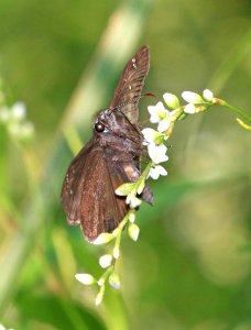 DUSKYWING, HORACE'S (Erynnis horatius) (9-2-2016) armand-bayou nature center,  chambers co, tx -03