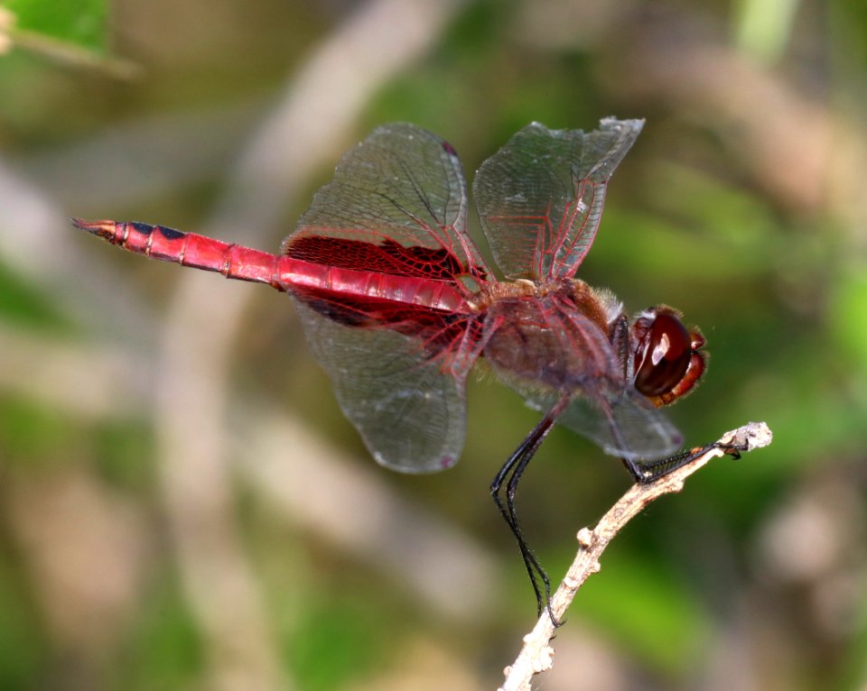 SADDLEBAGS, RED (Tramea onusta) (10-27-2020) sabal palm sanctuary, cameron co, tx -01