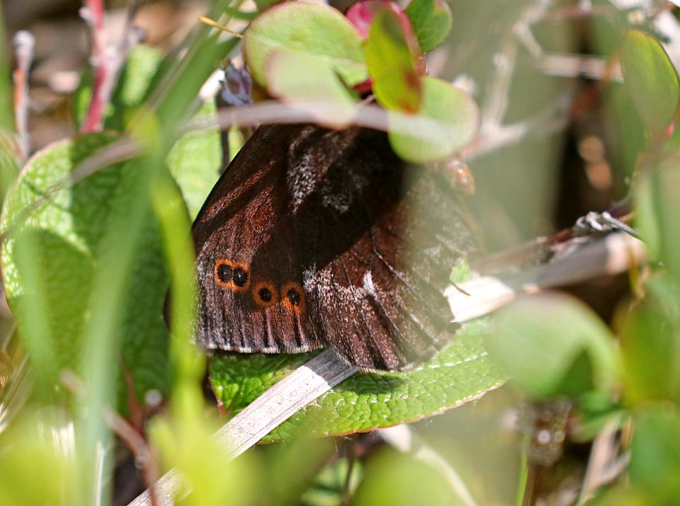 ALPINE, TAIGA (Erebia mancinus) (6-11-2016) kougerok road, nome, alaska -02