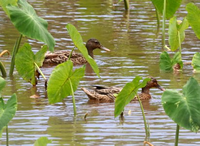 HAWAIIAN DUCK (4-28-2018) hanalei nat wildlife refuge, kauai co, hawaii -05