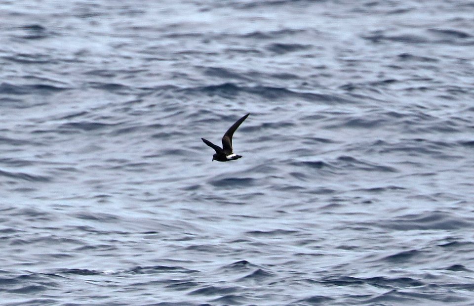 150 - BAND-RUMPED STORM-PETREL (5-31-2017) off hatteras, dare co, nc (1)