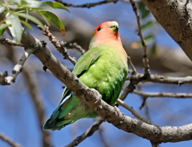 558 - ROSY-FACED LOVEBIRD (3-6-2018) phoenix, maricopa co, az -36