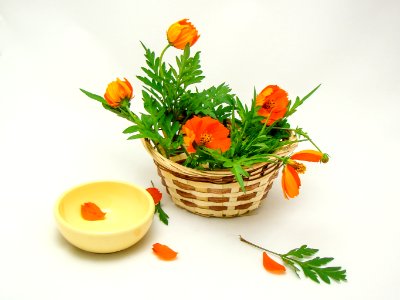 Orange flowers in a basket photo